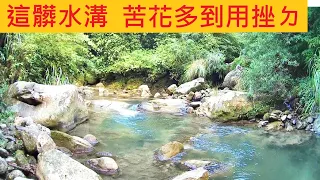 無法想像 這髒水溝 苦花多到用挫ㄉ @隨便打都是大苦花 超瘋狂