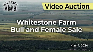 Whitestone Farm- "Pasture Performance-Tested Bull and Female Sale