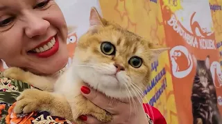 Традиционная весенняя Международная выставка кошек «РосКош» состоится 4 и 5 марта 2023 г.