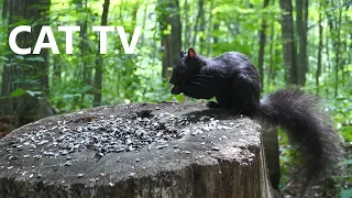 CAT TV - 10 Hour Video for Pets - Black Squirrels and Animals in the Forest - Aug 11, 2023