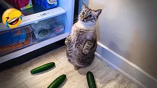 😍🙀 Funniest Cats and Dogs Videos 🤣🐶 Funny Animal Videos #18
