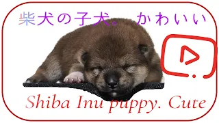 Щенки сиба ину. 柴犬の子犬 . Puppies shiba inu video.