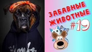 Приколы с Животными #19 / Смешные Животные / Приколы 2020 / Приколы про Животных / Лучшие Приколы