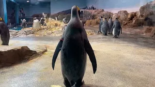 ペンギン水族館。。キングペンギンの尾羽？ふりふり。。可愛いです(^｡^)