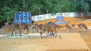 Rare Moments Of Beautiful Spotted Deer