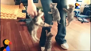 KITTENS ATTACK | The Dodo