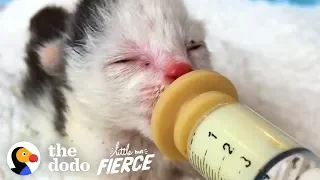 This Teeny, Pink, Sunburned Kitten Grow Up to Be GORGEOUS and Fluffy | The Dodo Little But Fierce