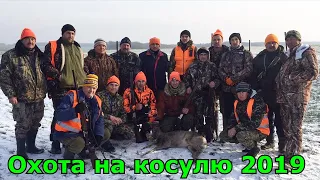 Загонная охота на косулю 2019/2020 Лицензия закрыта. Загінне полювання в Україні.