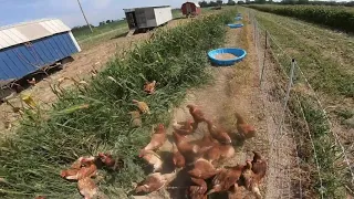 Feeding and Economics of Free Ranging 1000 Hens