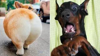 Essayer de ne pas RIRE VERSION Extreme 29 Vidéos Drôles de chien et chat Betisier chute1