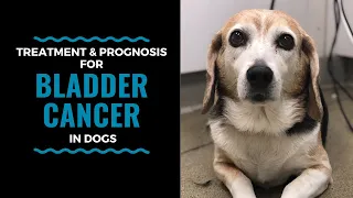 Dog Bladder Cancer Treatment Options: Vlog 111