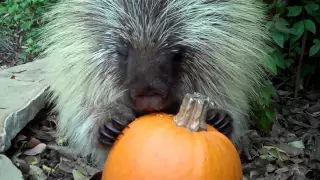 Teddy Bear, the talking porcupine, likes pumpkin, too!