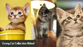 Funny Cat - Baby Cat Collection Video! 🐾 2023