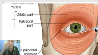 Anatomy of head and neck module in Arabic 18  (Anatomy of Face, part 1) , by Dr. Wahdan