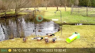 Mallard Ducks have returned to "the lake" part 2 (audio warning)