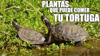 Plantas que puede comer mi tortuga