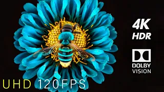 Spring 4K HDR 120FPS Dolby Vision