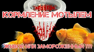 КАКИМ МОТЫЛЕМ КОРМИТЬ ?  ЖИВЫМ ИЛИ ЗАМОРОЖЕННЫМ ?