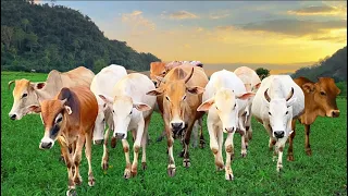 Sapi Lembu Gemuk Berkeliaran Di Sawah Sambil Makan Rumput, Suara Sapi Panggil Anak, Sapi Sehat, Cow