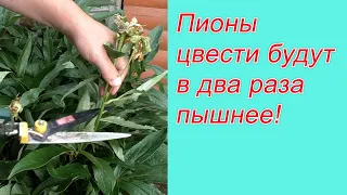 Как обрезать и чем подкормить пионы после цветения.