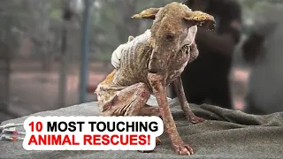 10 Most Touching Animal Rescues!