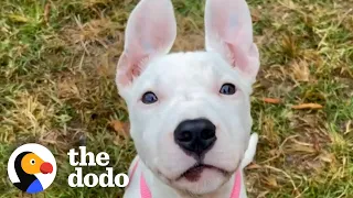 Pittie Puppy Found All Alone Turns Foster Family's House Upside Down | The Dodo