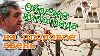 🍇 Обрезка винограда на плодовое звено