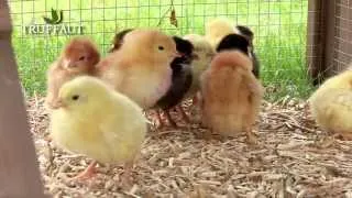 Comment élever des poussins : prendre soin d'un poussin au poulailler- Truffaut