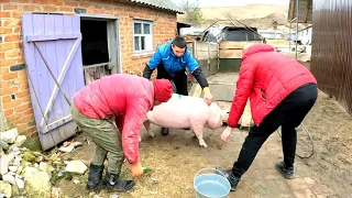 Приїхали дуже серйозні люди,на чорному джипі,забрали свиню