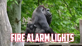 #Gorillastory: Baraka reacts to the fire alarms and vocalizes