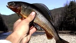 Autumn fishing in the mountains of the Baikal region. For grayling on Suvotikanu. Russia.