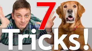 7 Dog Tricks in 5 Minutes!