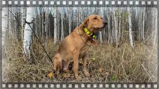 Нагонка гончих собак по отцовской методике, его опыт и мнение.