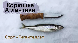 РЫБАЛКА НА БАЛТИКЕ | КОРЮШКА | ТРОФЕЙ | ATLANTIC FISHING