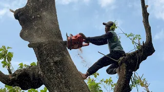 Extremely dangerous... these 2 trees must be trimmed before being knocked down.