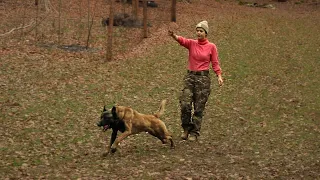 Malinois Dog Training To Protect - Delegate Command to Another Person