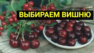 Как правильно выбрать для посадки сорт вишни, который ничем не разочарует