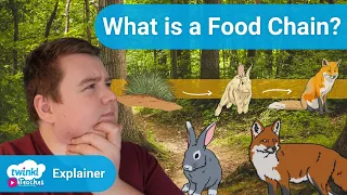 What is a Food Chain? | Twinkl Parenting Wiki