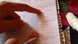 Blood Supply of Long Bones