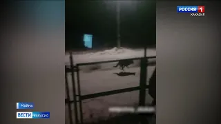 На выходных по соцсетям разошлось видео, автор утверждает, что по улицам поселка Майна бегал волк