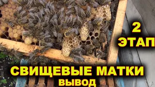 Свищевые матки. 2 этап вывода.