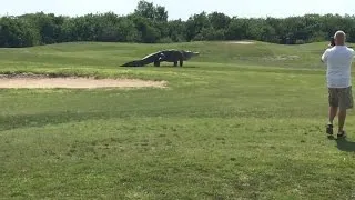 Giant gator on Florida golf course goes viral online