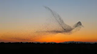 Удивительный танец СКВОРЦОВ! Необычайное явление в мире птиц. Мурмурация.  СМОТРЕТЬ ДО КОНЦА!