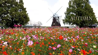 【4K Cosmos and Autumn Roses】In the Tokyo metropolitan area, Autumn Flowers are blooming gloriously.