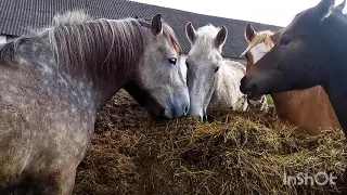 ЛОШАДИ/ЕЩЁ ЕСТЬ ПЕРШЕРОНОВСКАЯ  КРОВЬ В КОЛХОЗНЫХ ЛОШАДЯХ