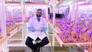 Profit, Investment, Lab-Construction, Saffron farming,A to Z Knowledge.सम्पूर्ण जानकारी-केसर की खेती