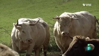 Wild Spain (Naturaleza de Galicia, Asturias, Cantabria y País Vasco) NATURE OF CELTIC NATIONS