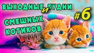 Смешные котики, веселые котята, милые кошки. Видео о пушистых любимчиках поднимет настроение!