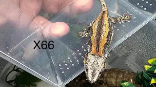 Breeding Gargoyle Geckos. Morphs, genetics, phenotypes. Developing color