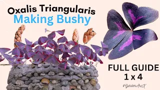 Ultimate oxalis triangularis experiment to make them bushy - butterfly plant hacks #GardenArcX EP-91